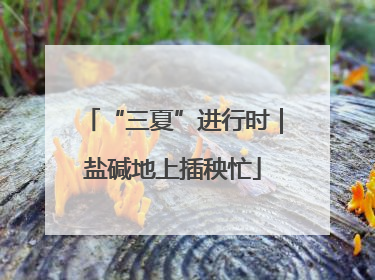 “三夏”进行时｜盐碱地上插秧忙