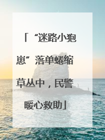 “迷路小狍崽”落单蜷缩草丛中，民警暖心救助