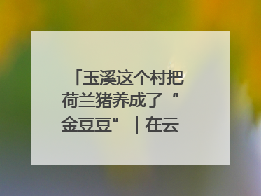 玉溪这个村把荷兰猪养成了“金豆豆”｜在云南样样好