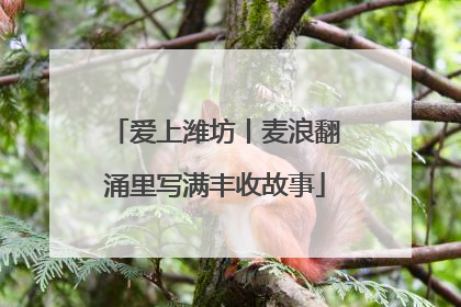 爱上潍坊丨麦浪翻涌里写满丰收故事