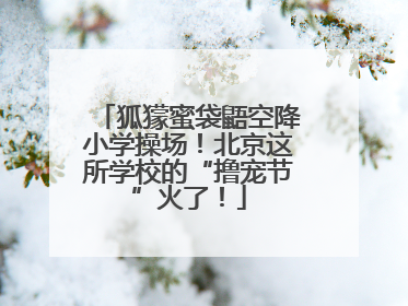 狐獴蜜袋鼯空降小学操场！北京这所学校的“撸宠节”火了！