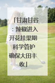 甘肃甘谷：辣椒进入开花挂果期 科学管护确保大田丰收