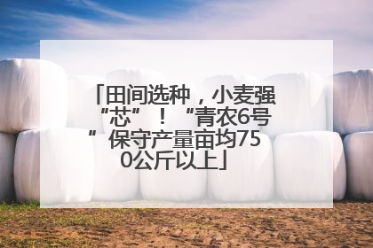 田间选种，小麦强“芯”！“青农6号”保守产量亩均750公斤以上