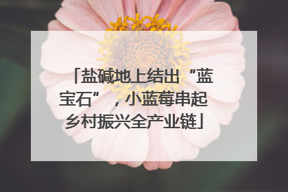 盐碱地上结出“蓝宝石”，小蓝莓串起乡村振兴全产业链