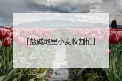 盐碱地里小麦收割忙