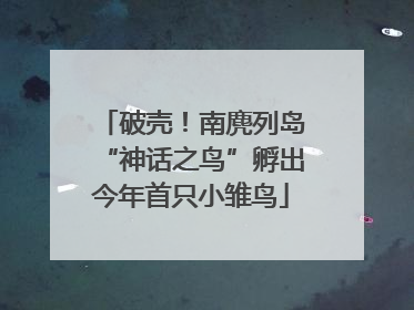 破壳！南麂列岛“神话之鸟”孵出今年首只小雏鸟