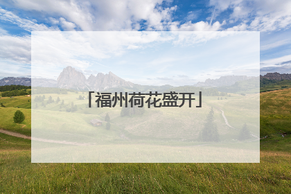 福州荷花盛开