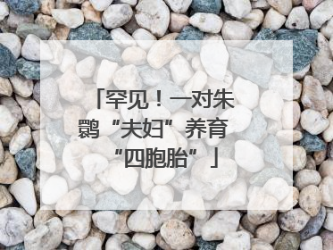 罕见！一对朱鹮“夫妇”养育“四胞胎”