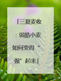 三夏麦收：弱筋小麦如何变得“强”起来