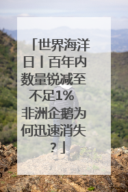 世界海洋日丨百年内数量锐减至不足1% 非洲企鹅为何迅速消失？
