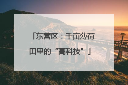 东营区：千亩薄荷田里的“高科技”