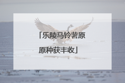 乐陵马铃薯原原种获丰收