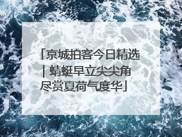 京城拍客今日精选｜蜻蜓早立尖尖角 尽赏夏荷气度华
