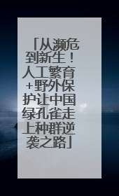 从濒危到新生！人工繁育+野外保护让中国绿孔雀走上种群逆袭之路