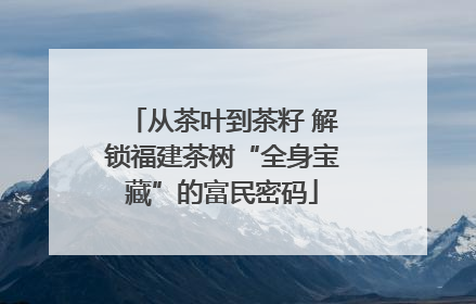 从茶叶到茶籽 解锁福建茶树“全身宝藏”的富民密码