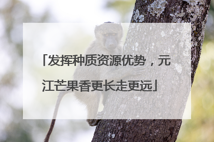 发挥种质资源优势，元江芒果香更长走更远