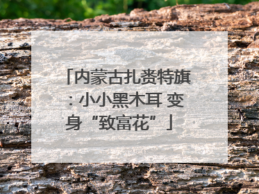 内蒙古扎赉特旗：小小黑木耳 变身“致富花”