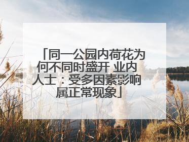 同一公园内荷花为何不同时盛开 业内人士：受多因素影响 属正常现象
