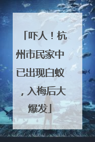 吓人！杭州市民家中已出现白蚁，入梅后大爆发