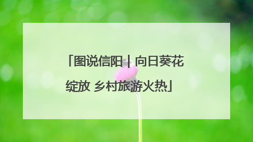 图说信阳｜向日葵花绽放 乡村旅游火热