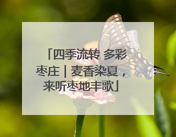 四季流转 多彩枣庄｜麦香染夏，来听枣地丰歌