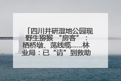 四川井研湿地公园现野生猕猴 “房客”：栖桥墩、荡线缆……林业局：已“请”到救助站，将放归自然