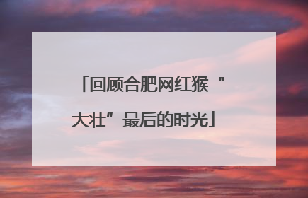 回顾合肥网红猴“大壮”最后的时光