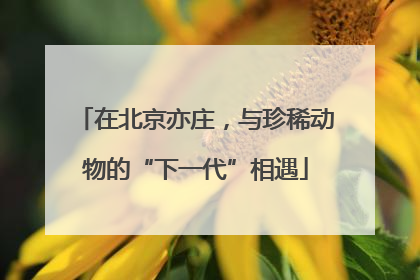 在北京亦庄，与珍稀动物的“下一代”相遇