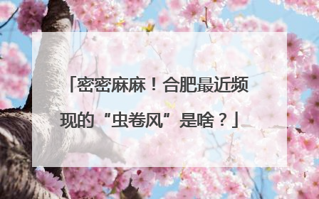 密密麻麻！合肥最近频现的“虫卷风”是啥？