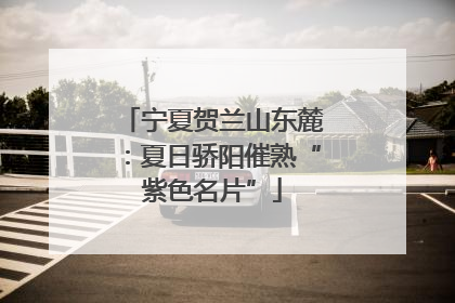 宁夏贺兰山东麓：夏日骄阳催熟“紫色名片”