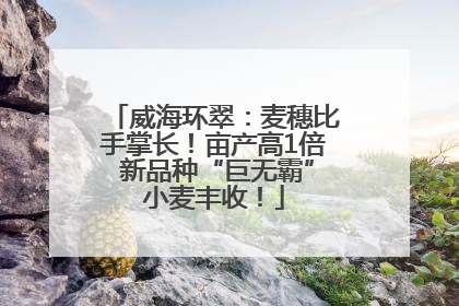 威海环翠：麦穗比手掌长！亩产高1倍 新品种“巨无霸”小麦丰收！