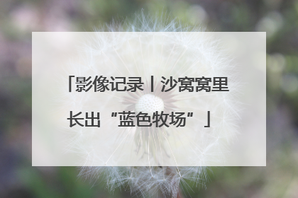 影像记录丨沙窝窝里长出“蓝色牧场”