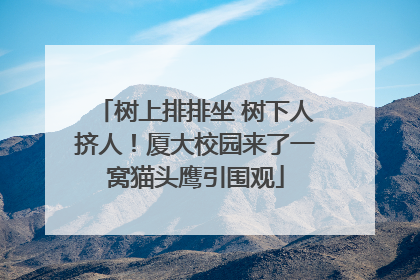 树上排排坐 树下人挤人！厦大校园来了一窝猫头鹰引围观