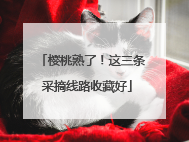 樱桃熟了！这三条采摘线路收藏好
