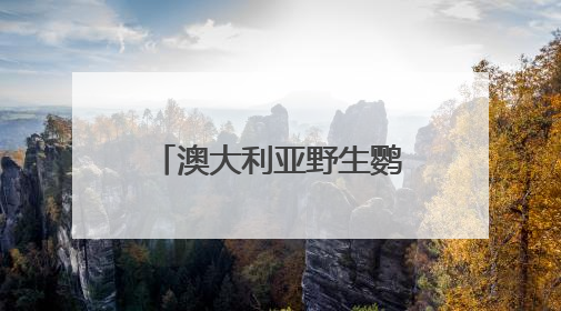 澳大利亚野生鹦鹉街头开饮水器排队喝水，科学家：成当地鸟界传统