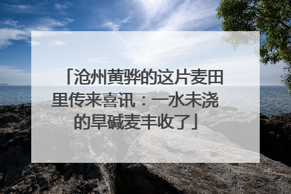 沧州黄骅的这片麦田里传来喜讯：一水未浇的旱碱麦丰收了