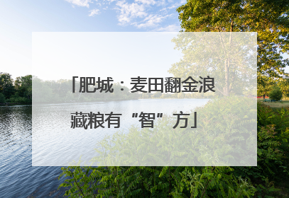 肥城：麦田翻金浪藏粮有“智”方