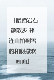 蹭蹭岩石散散步 祁连山拍到雪豹和豺撒欢画面