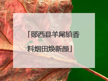 郧西县羊尾镇香料烟田焕新颜