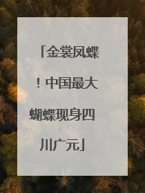 金裳凤蝶！中国最大蝴蝶现身四川广元