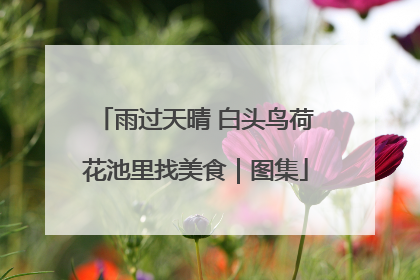 雨过天晴 白头鸟荷花池里找美食｜图集