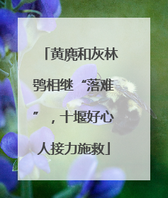 黄麂和灰林鸮相继“落难”，十堰好心人接力施救