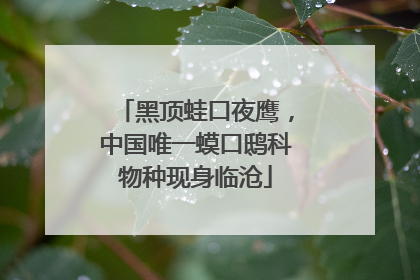 黑顶蛙口夜鹰，中国唯一蟆口鸱科物种现身临沧