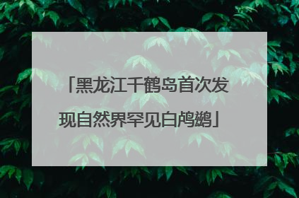 黑龙江千鹤岛首次发现自然界罕见白鸬鹚
