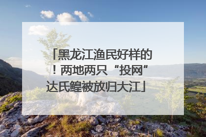 黑龙江渔民好样的！两地两只“投网”达氏鳇被放归大江
