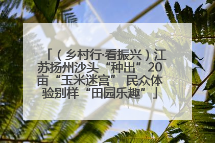（乡村行·看振兴）江苏扬州沙头“种出”20亩“玉米迷宫” 民众体验别样“田园乐趣”